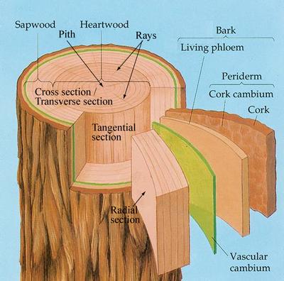 Parts of a Tree